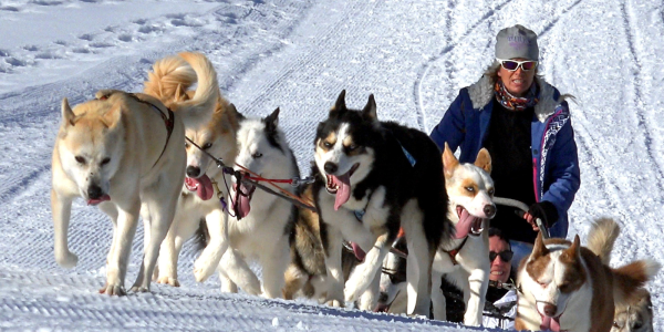 Photo: Dogs pulling musher on dog sled in Greenland