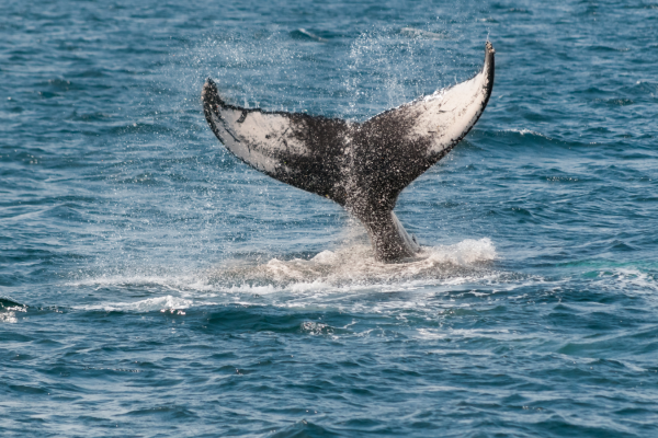 Hebridean Whale and Dolphin Trust