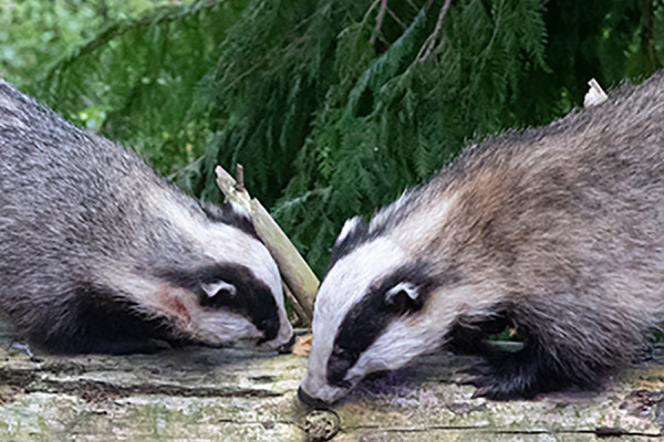 Speyside Wildlife