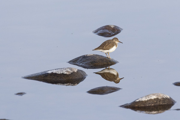 Speyside Wildlife