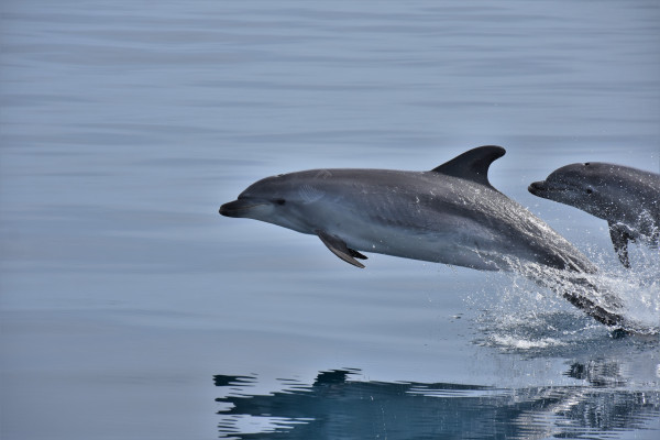 Sealife Dolphin Watching Lagos