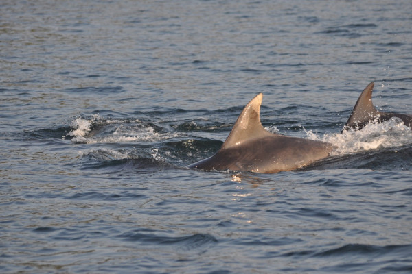 Fyne Sea Tours