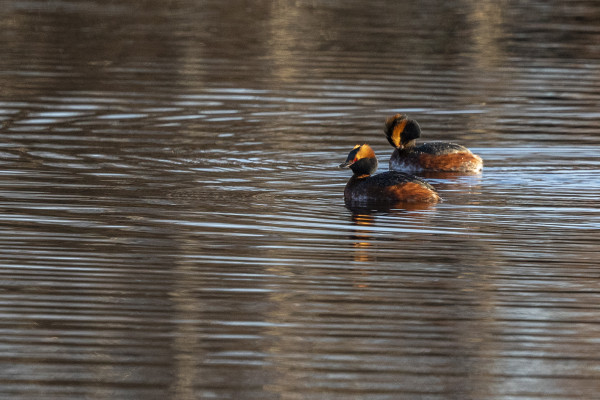 Speyside Wildlife