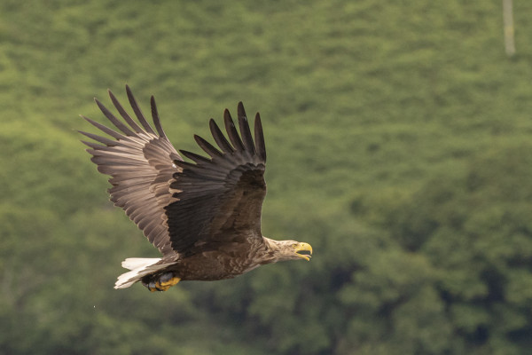 Speyside Wildlife