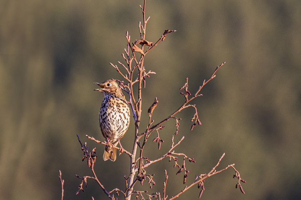 Speyside Wildlife