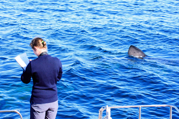 Basking Shark Scotland