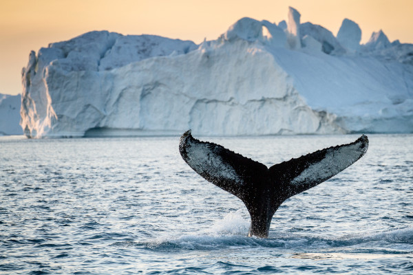 Whale Tours