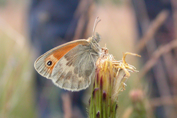 Speyside Wildlife