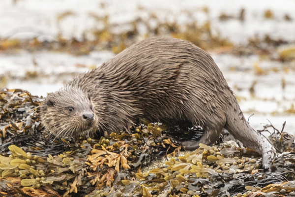 Speyside Wildlife