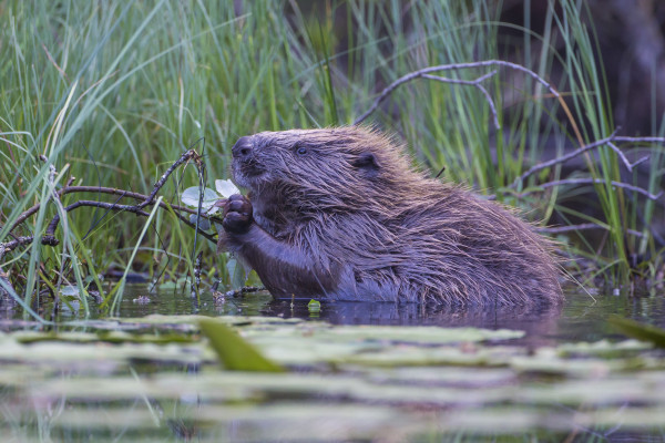 Heart of Argyll Wildlife Centre