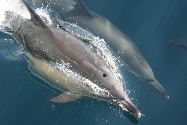 Hebridean Whale and Dolphin Trust