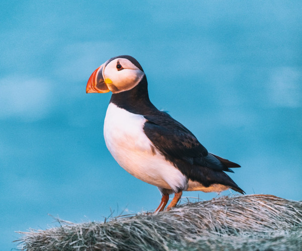 Ornithology, botany, ecology, forestry and mycology